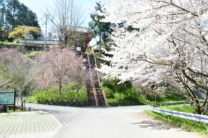 勝利寺－勝利寺前の桜、九度山町
