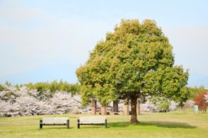 北勢中央公園－公園のベンチと巨木