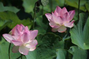 潮見坂平和公園－蓮の花