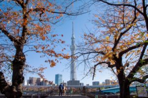 隅田公園‐秋のスカイツリー