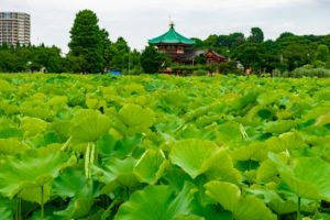 上野公園－不忍池弁天堂と不忍池